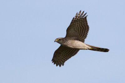 Sparrowhawk / Sparvhk