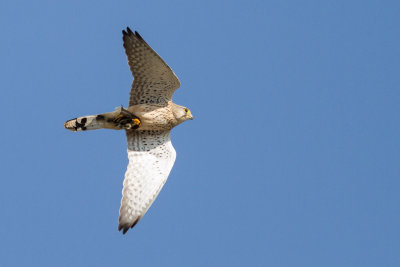 Kestrel (Tornfalk)