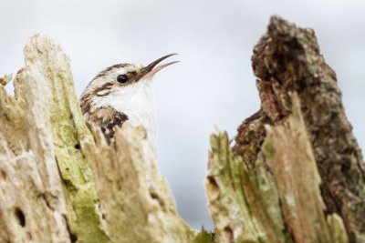 Treecreeper / Trdkrypare