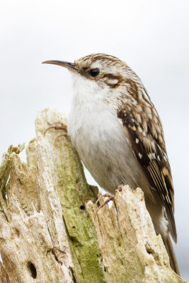 Treecreeper / Trdkrypare