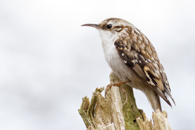 Treecreeper / Trdkrypare