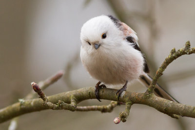Long-tailed Tit / Stjrtmes