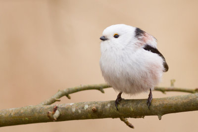 Long-tailed Tit / Stjrtmes