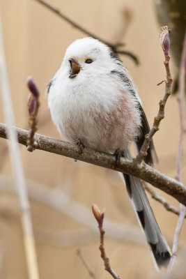 Long-tailed Tit / Stjrtmes