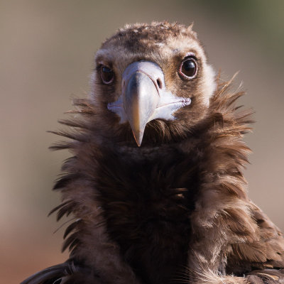 Black Vulture / Grågam