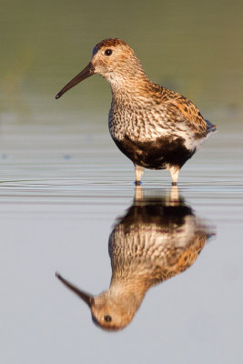 Dunlin / Krrsnppa