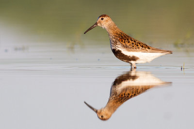 Dunlin / Krrsnppa