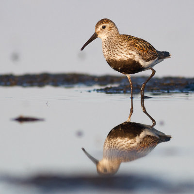 Dunlin / Krrsnppa