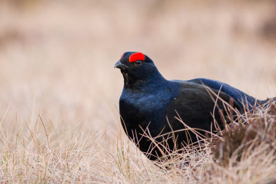 Black Grouse / Orre