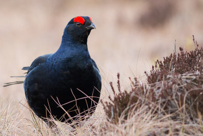 Black Grouse / Orre