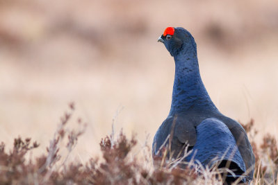 Black Grouse / Orre