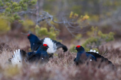 Black Grouse / Orre