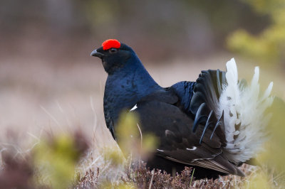 Black Grouse / Orre