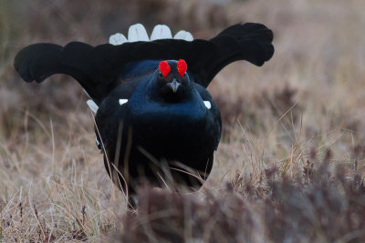 Black Grouse / Orre