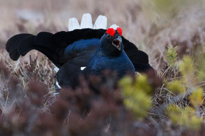 Black Grouse / Orre