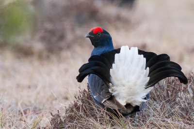 Black Grouse / Orre