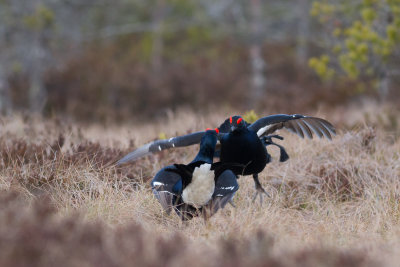 Black Grouse / Orre