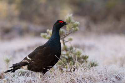 Black Grouse / Orre