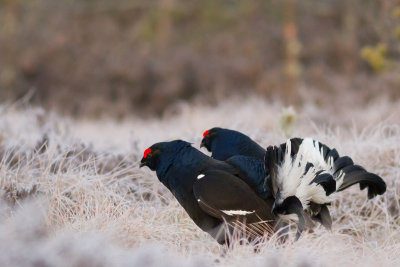 Black Grouse / Orre