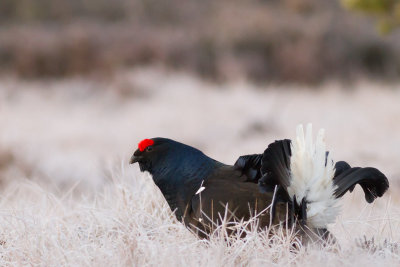 Black Grouse / Orre