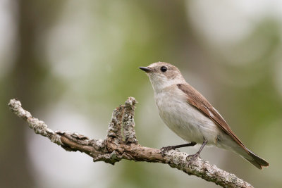 Collared Flycatcher / Halsbandsflugsnappare