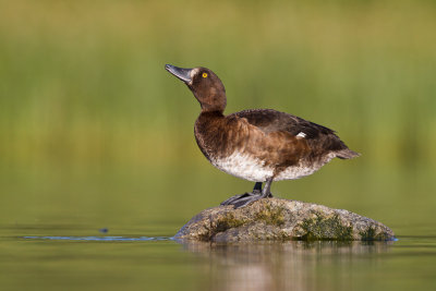 Tufted Duck / Vigg
