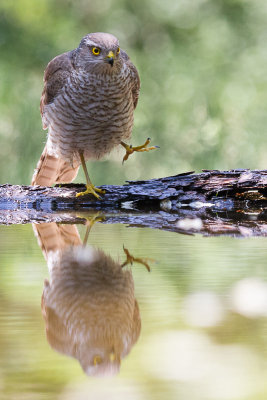Sparrowhawk / Sparvhk