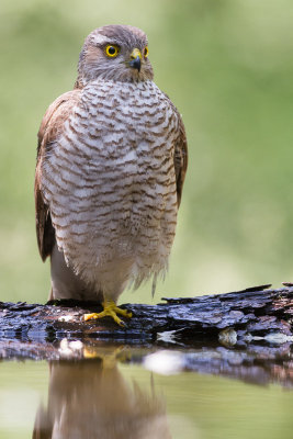 Sparrowhawk / Sparvhk
