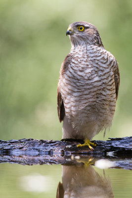 Sparrowhawk / Sparvhk