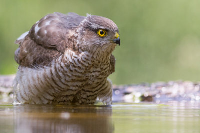 Sparrowhawk / Sparvhk
