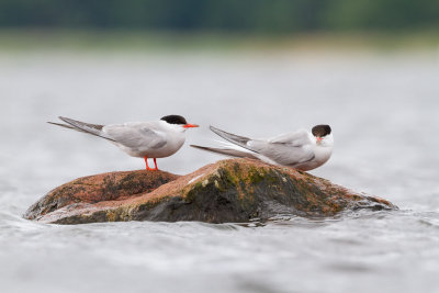 Common Tern / Fisktrna