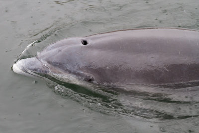 Bottlenose dolphin / Flasknosdelfin