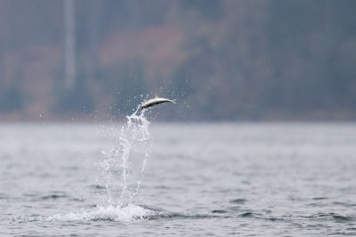 Herring thrown up by bottlenose dolphin