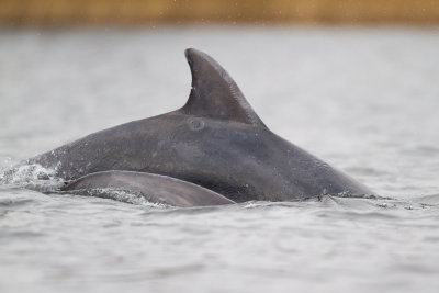 Bottlenose dolphin / Flasknosdelfin