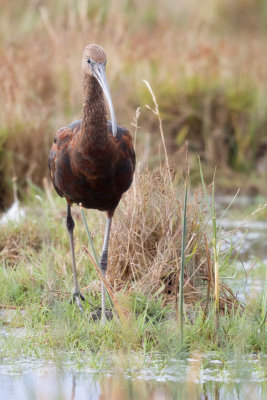 Glossy ibis / Bronsibis