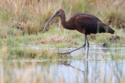 Glossy ibis / Bronsibis