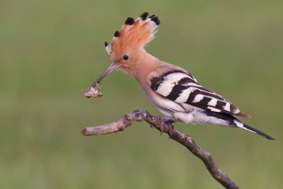 Hoopoe / Hrfgel