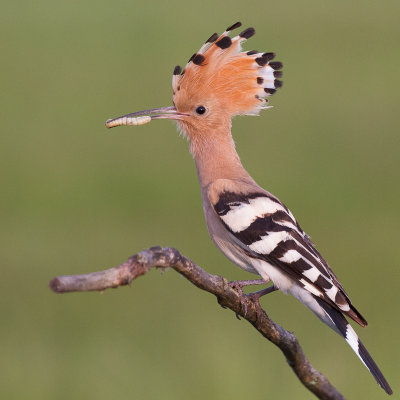 Hoopoe / Hrfgel