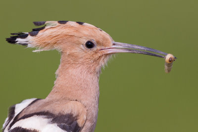 Hoopoe / Hrfgel