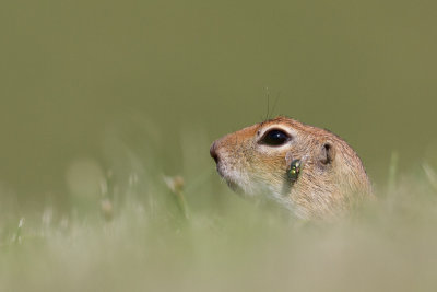 Mammals / Däggdjur