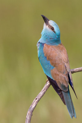 European roller / Blkrka