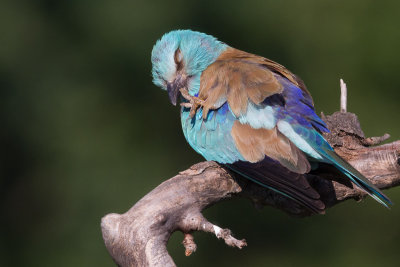 European roller / Blkrka