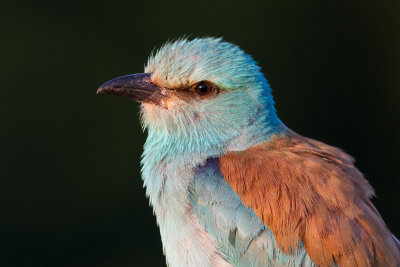 European roller / Blkrka