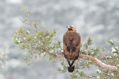 Golden Eagle / Kungsrn