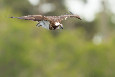 Osprey / Fiskgjuse