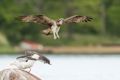 Osprey / Fiskgjuse