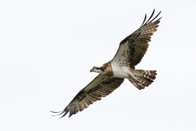 Osprey / Fiskgjuse