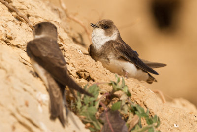 Sand Martin / Backsvala