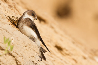 Sand Martin / Backsvala