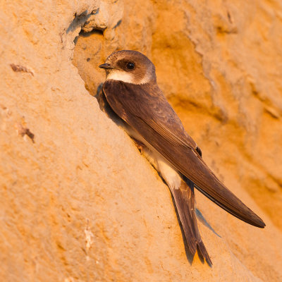 Sand Martin / Backsvala